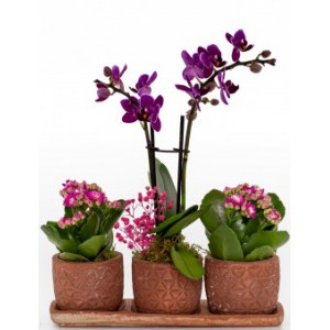  Omuz Bağlama Halka Kemer Tulum