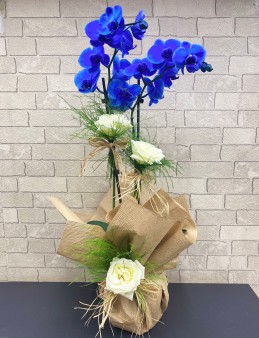  Omuz Bağlama Halka Kemer Tulum