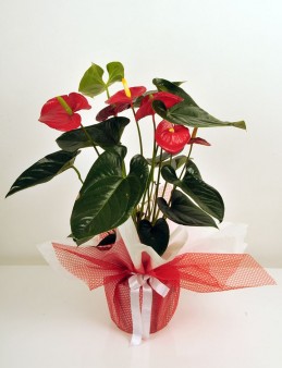  Omuz Bağlama Halka Kemer Tulum