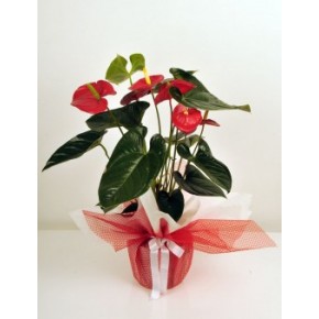  Omuz Bağlama Halka Kemer Tulum