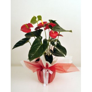  Omuz Bağlama Halka Kemer Tulum